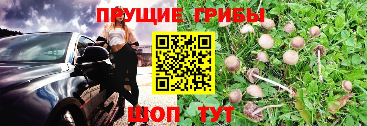 Галлюциногенные грибы мухоморы Черняховск